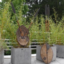 2001016 Houten schild van de Kikuyu uit Kenia Bij de <b>KIkuyu</b> stam in Kenia zijn inwijdingsceremonies voor jongens een belangrijk tribaal evenement. Inwijding is de opmaat tot het betreden van een verhoogde sociale status, misschien zelfs tot krijger. Sommige aspecten van het initiatieproces, zoals het tonen van schilden tijdens de initiatie dansen, verwijzen naar deze militaristische verwachting van ingewijde mannen.<br><br>Initiatie schilden zijn gemaakt van hout of schors. Het schild hier is door een vakman uit massief hout gesneden en bedoeld om gedurende de <i>‘Muumburo’</i> dans te gebruiken.<br><br>Volgens de traditie heeft het schild aan de binnenzijde een armsgat zodat het door de arm kan worden gemanipuleerd in plaats van enkel de hand en pols. In het midden wordt een klein rond gat voorzien zodat de gebruiker, beschermd er doorheen kan kijken. Het Kikuyu initiatie schild is versierd met niet-figuratieve motieven zowel op de buitenkant als binnen. De ontwerpen zijn niet arbitrair maar moeten wel door de groep overeengekomen zijn. De patroonvorming varieert naargelang de initiatieperiode. Schilden die in dezelfde periode werden gebruikt, waren niet noodzakelijk hetzelfde uitgevoerd. <br><br>De schilden worden meestal van generatie tot generatie doorgegeven. De jongere schraapt dan de oude decoraties af en vervangt deze door de insignes overeengekomen voor zijn initiatiegroep. Dit type schild wordt niet vaak gevonden of aangeboden gezien de familiale gebondenheid. Het is een rariteit.<br><br><b>Afmetingen: H   B   D   <br> Gewicht:  kg</b> 2001016-01.jpg